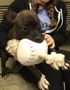 Luna: Fostered