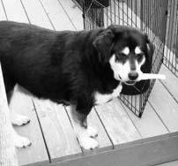 Emily (aka Miss Em): Fostered