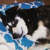 Emily (aka Miss Em): Fostered