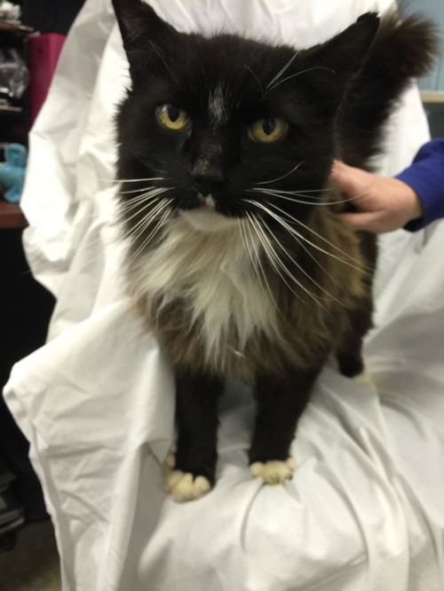 Si : fostered