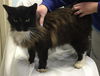 Si : fostered