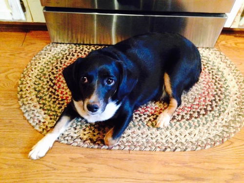 Hershey: Fostered