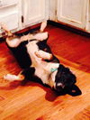 Hershey: Fostered