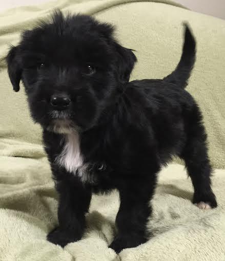 Lisel: Fostered