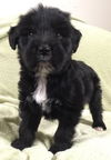 Lisel: Fostered
