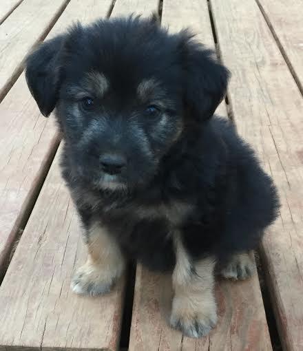 Brigitta: Fostered