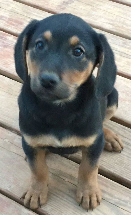 Luca: Fostered