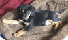 Luca: Fostered