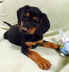 Luca: Fostered