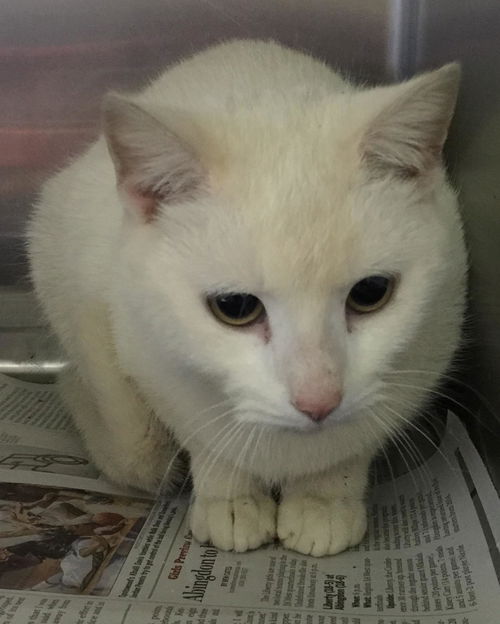 Casper aka CASSIE
