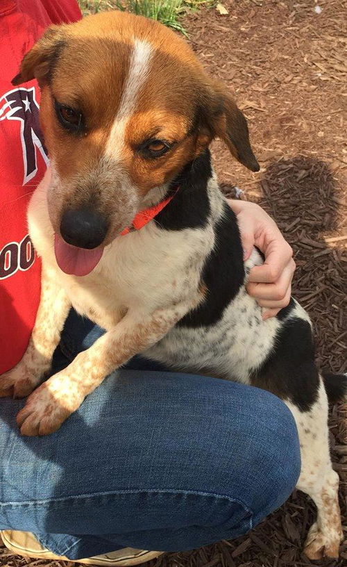 Polly: Fostered