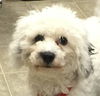Snoopy: Fostered