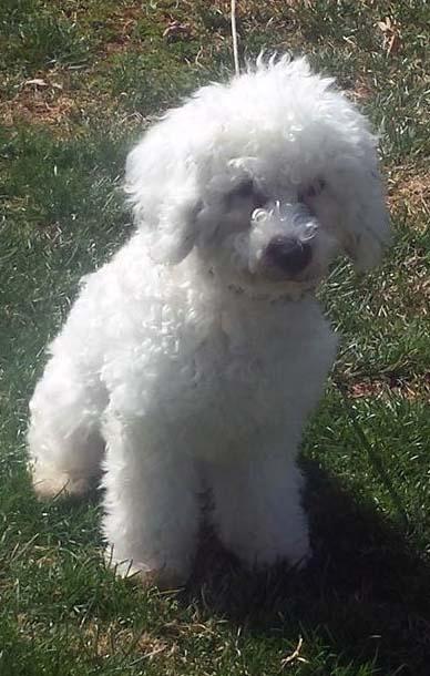 Snoopy: Fostered