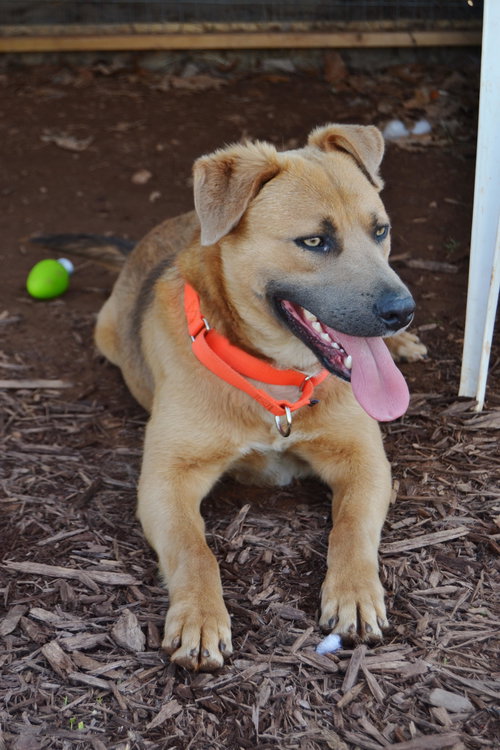 Dusty: fostered