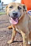 Dusty: fostered