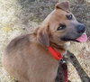 Dusty: fostered