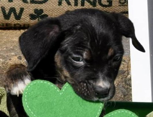 Dublin: Fostered