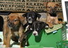 Dublin: Fostered