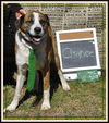 Chance