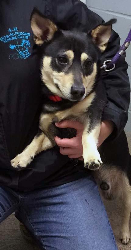 Henry: Fostered
