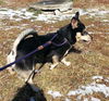 Henry: Fostered