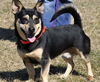 Henry: Fostered