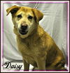 Daisy: Fostered