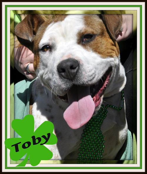 Toby