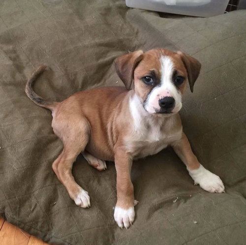 Maui: Fostered