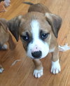 Maui: Fostered