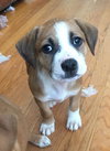 Maui: Fostered