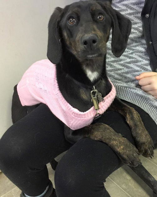 Lylah: Fostered