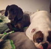 Lylah: Fostered