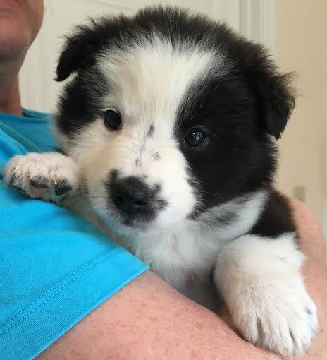 Long Island Bandit: fostered