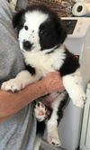 Long Island Bandit: fostered