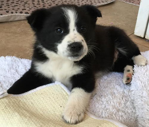 Long Island Babe: fostered