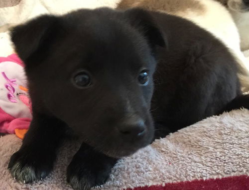 Long Island Ebony: fostered
