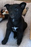 Long Island Ebony: fostered