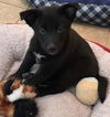 Long Island Ebony: fostered