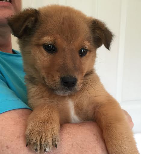 Long Island Amber: fostered