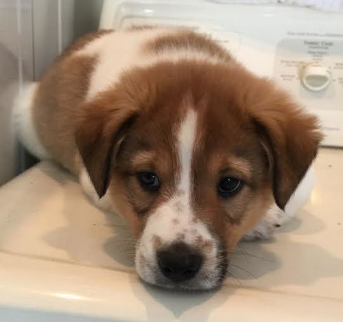 Long Island Laddie: fostered