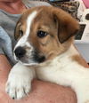 Long Island Laddie: fostered