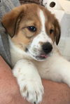 Long Island Laddie: fostered