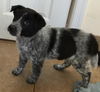 Long Island Twinkle Toes: fostered