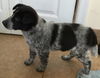 Long Island Twinkle Toes: fostered