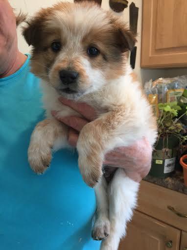Long Island Buster: fostered