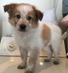 Long Island Buster: fostered