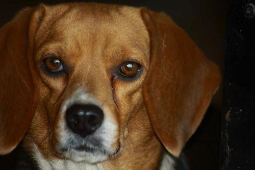 Shmeagle Beagle: fostered