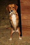 Shmeagle Beagle: fostered