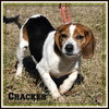 Cracker